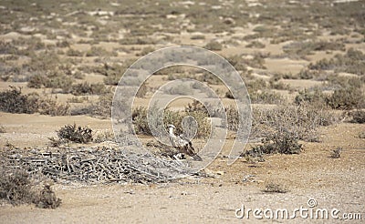 Large Osprey perched on a nest Stock Photo