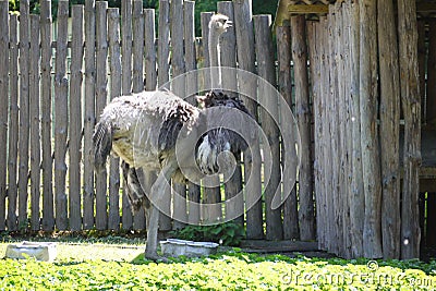 A large ostrich stands on the grass near the feeders in front of a wooden fence. zoo, nature reserve, place of family Stock Photo