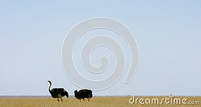 Large ostriches far in the desert. Stock Photo