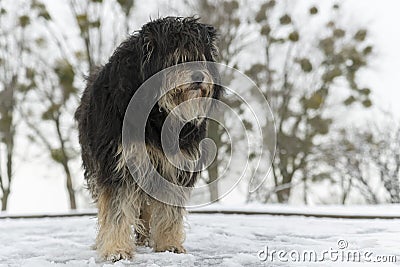 Large overgrown stray dog in the snow. Frozen, homeless dog lies on the snow. Animals Stock Photo