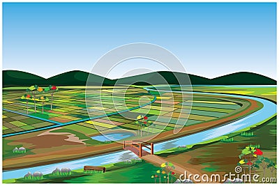 Large paddy field at countryside Vector Illustration