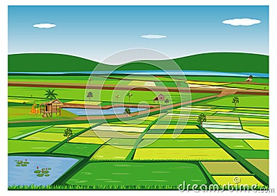 Large paddy field Vector Illustration