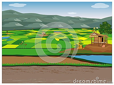 Large paddy field Vector Illustration