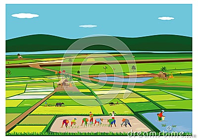 Large paddy field Vector Illustration