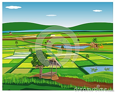 Large paddy field Vector Illustration