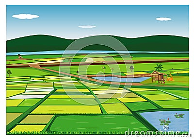 Large paddy field Vector Illustration