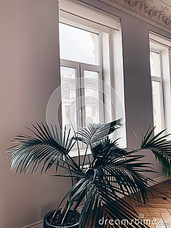 Large palm plant in a vintage pot against the background of a window and a wall Stock Photo