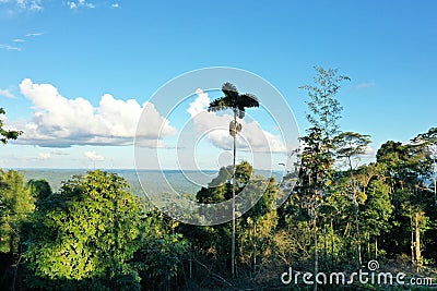 A large palmtree standing out against the green background of a tropical forest canopy and the blue of the sky Stock Photo