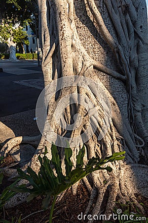 large part of the roots of the banyan trunk with carvings Stock Photo