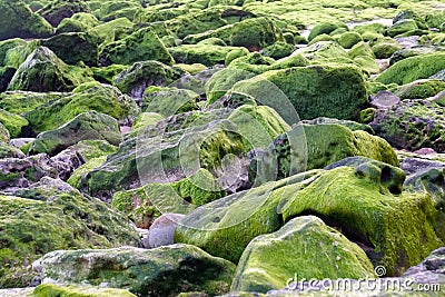 moss covered rocks Stock Photo