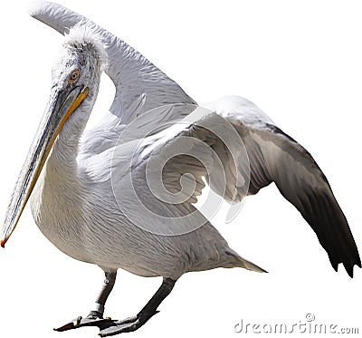 Large pelican Stock Photo