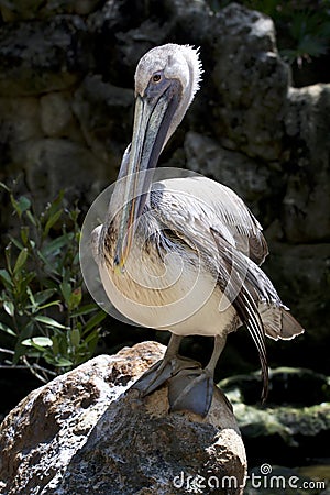 Large Pelican sitting on a rock Stock Photo