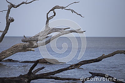 Large piece of driftwood in the ocean in Jekyll Island Stock Photo