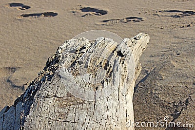 Large piece of driftwood on rocky coastal beach Stock Photo