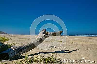 Beach California driftwood Ocean Stock Photo