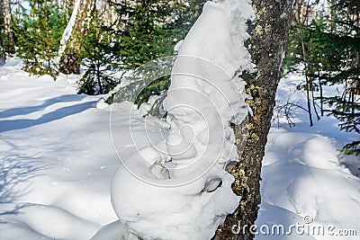 A large piece of snow in the form of a sleeping gnome, stuck to the trunk of a pine tree in a winter forest. Christmas and New Stock Photo