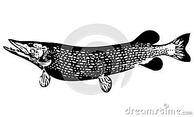 Large pike predator fish Stock Photo