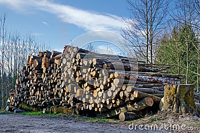 Large pile of cut down trees Stock Photo