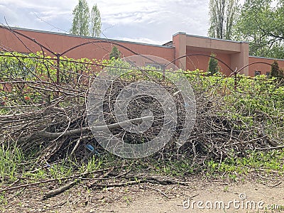 Large pile of dry branches on street. Close up of heap of rubbish from dried logs on ground. Stock Photo