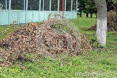 Large pile of dry branches on street. Close up of heap of rubbish from dried logs on ground. Stock Photo