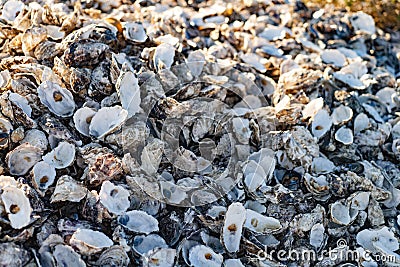 A large pile of oyster shells Stock Photo