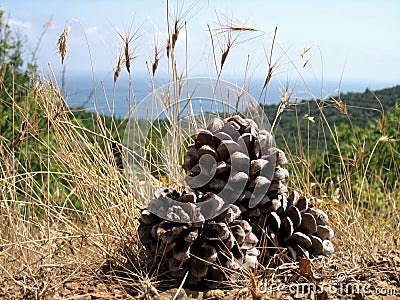 Large pine cones under the southern sun on dry grass on a background of dense forests, blue sea and blue sky Stock Photo