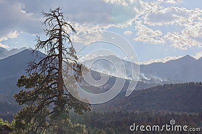 A large pine tree is in the foreground and the Schultz Fire near Flagstaff, Arizona is in the background. Stock Photo