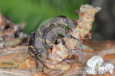 Large Pine Weevil (Hylobius abietis) eating the bark from a pine branch Stock Photo