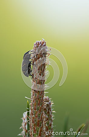 Large pine weevil, Hylobius abietis feeding on pine plant Stock Photo