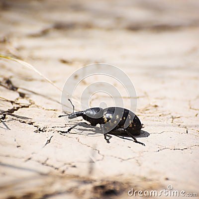 Large pine weevil (Hylobius abietis) Stock Photo