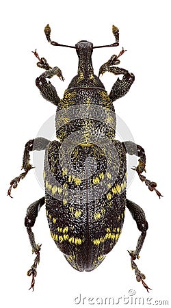 Large Pine Weevil on white Background Stock Photo