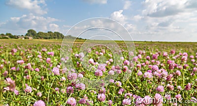 Large pink clover meadow under blue sky Stock Photo