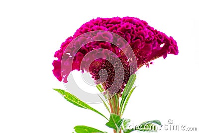 A large pink cocks comb flower on white Stock Photo