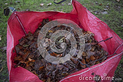 Large pink garden bag full of a pile of autumn leaves Stock Photo