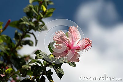 Large pink hibiscus in Hawi Stock Photo