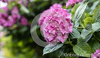 Large pink hydrangea inflorescence in the park area Stock Photo