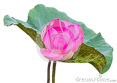 large pink lotus Stock Photo