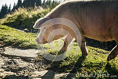 A large, pink pig Stock Photo