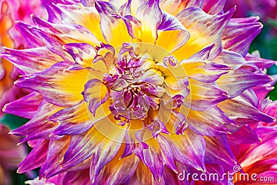 Large Pink Purple Yellow Dinnerplate Dahlia Flower Stock Photo