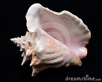 Large pink queen conch seashell Stock Photo