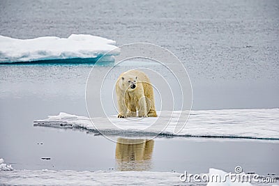 Large polar bear stands on ice floe near the Arctic Circle Stock Photo