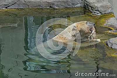 A large polar bear swims in blue water and gnaws a piece of meat. Stock Photo