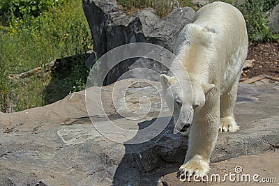 A large polar bear walks in the park. Animals in the wild. Stock Photo