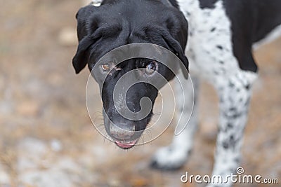 A large portrait of a blind dog breed Pointer Stock Photo