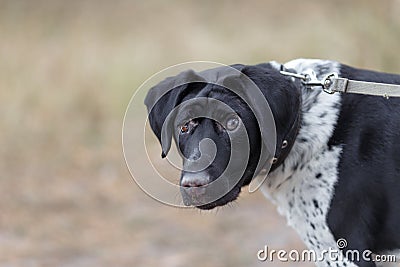 A large portrait of a blind dog breed Pointer Stock Photo
