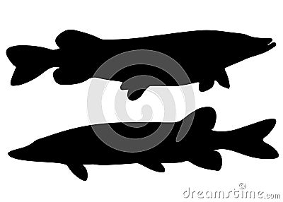 Large predatory pikes. Vector Illustration