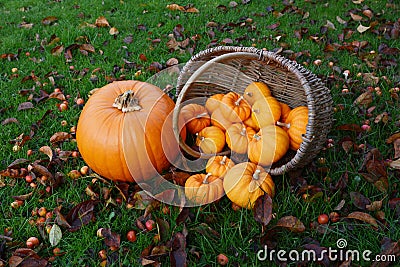 Large pumpkin and basket of mini pumpkins spilling onto grass Stock Photo