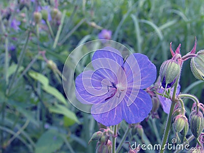 Large purple flower of meadow geranium against the background of vague summer meadow grass Stock Photo