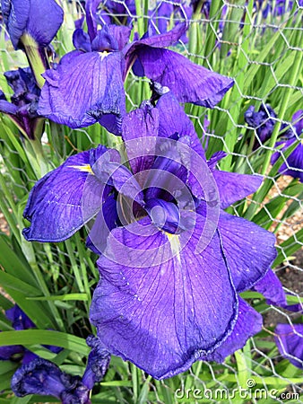 Large Purple Iris Flower in June Stock Photo