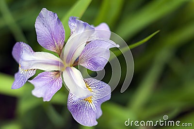 Large Purple Wild Iris Flower Stock Photo